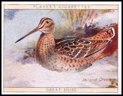 21 Great Snipe